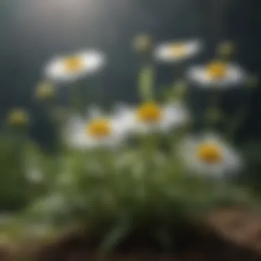 Calming Chamomile Flowers Calming Chamomile Flowers