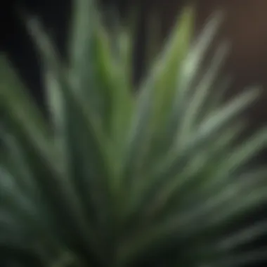 Soothing Aloe Vera Plant Leaf Soothing Aloe Vera Plant Leaf