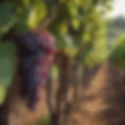 A vineyard showcasing organic grape cultivation