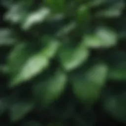 Chlorophyll-rich leaves showcasing vibrant green hues